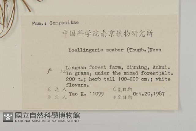 東風菜藏品圖，第2張