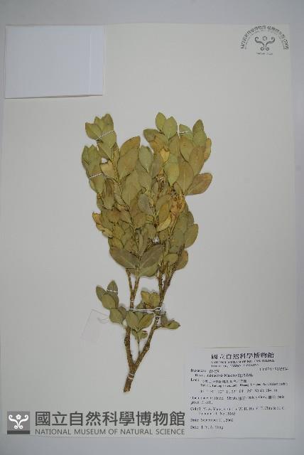 琉球黃楊藏品圖，第1張