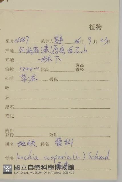 地膚、掃手草藏品圖，第2張