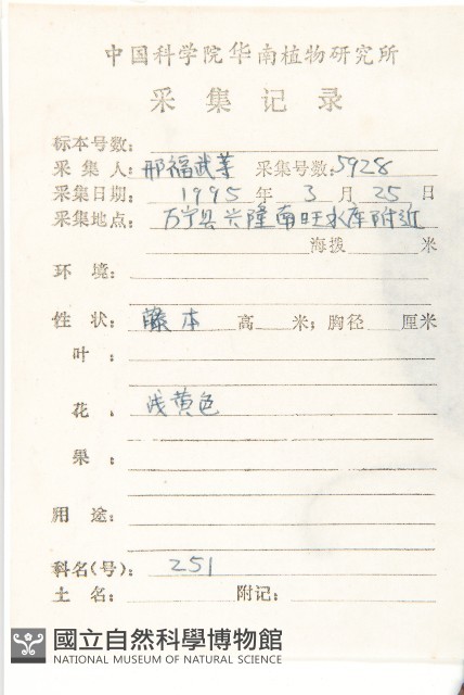 金鐘藤藏品圖，第2張