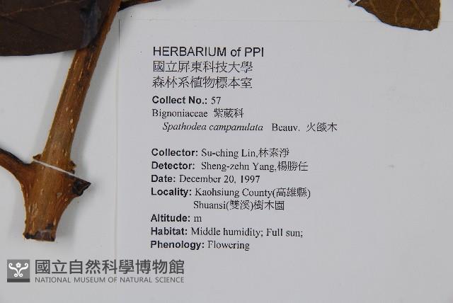 火燄木藏品圖，第2張