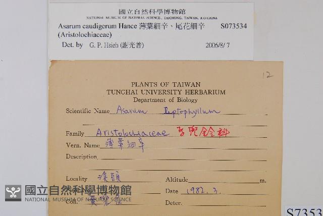 薄葉細辛、尾花細辛藏品圖，第2張