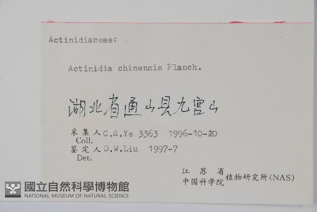 獼猴桃、奇異果藏品圖，第2張