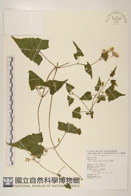 蔓澤蘭藏品圖，第1張