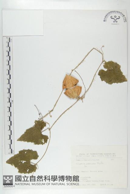 斑花青牛膽藏品圖，第1張