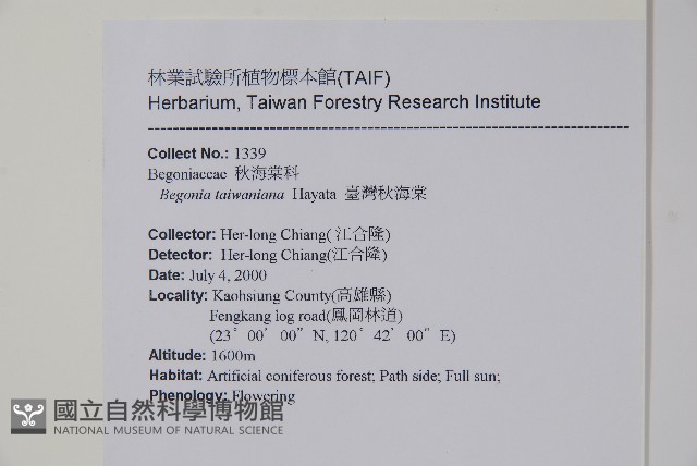臺灣秋海棠藏品圖，第2張