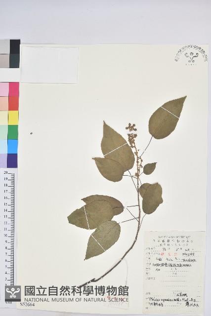 扛香藤藏品圖，第1張