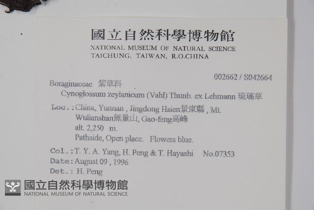 琉璃草藏品圖，第2張