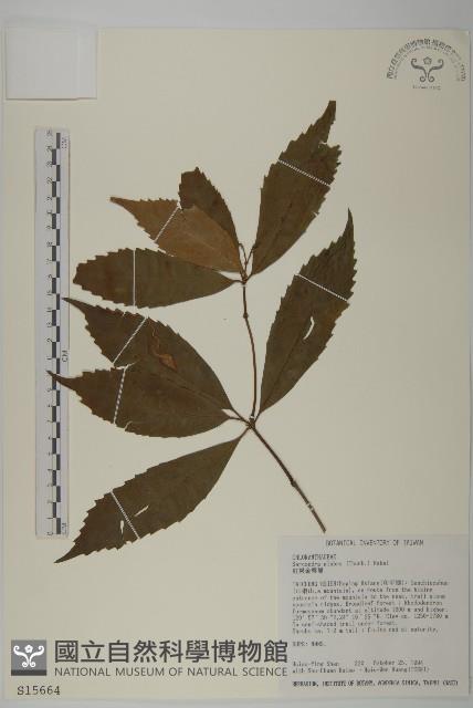 草珊瑚、紅果金粟蘭藏品圖，第1張