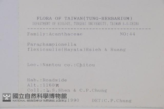 曲莖馬藍藏品圖，第2張