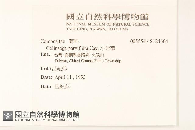 小米菊藏品圖，第2張