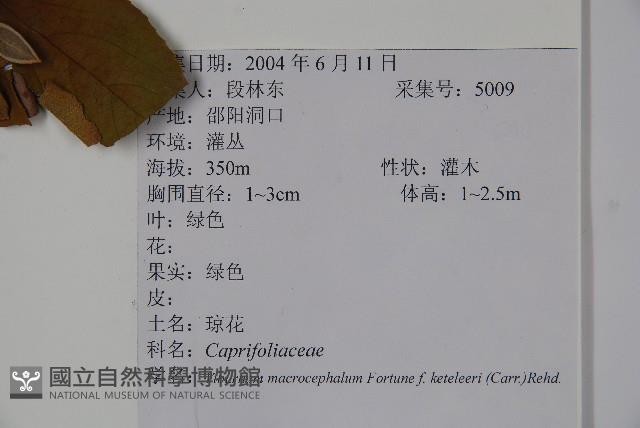 狹葉母草藏品圖，第2張