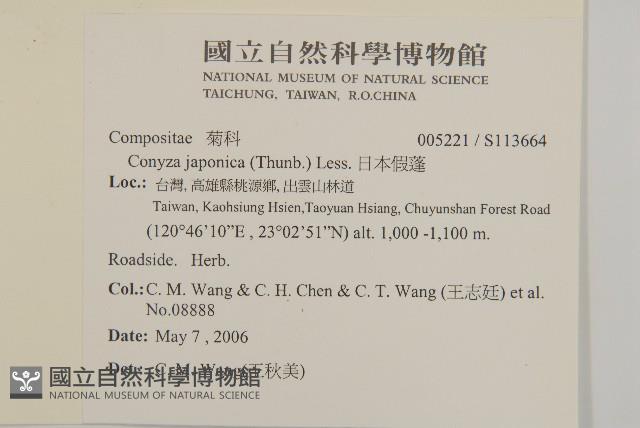 日本假蓬藏品圖，第2張