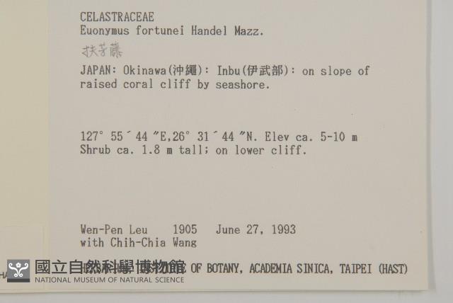 厚葉衛矛藏品圖，第2張