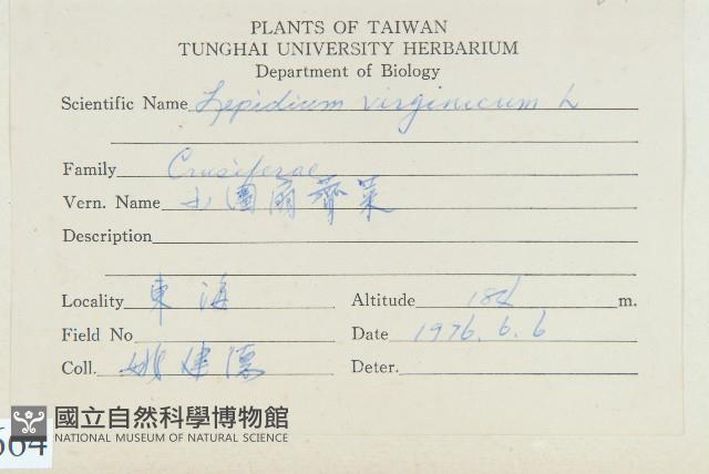 獨行菜藏品圖，第2張