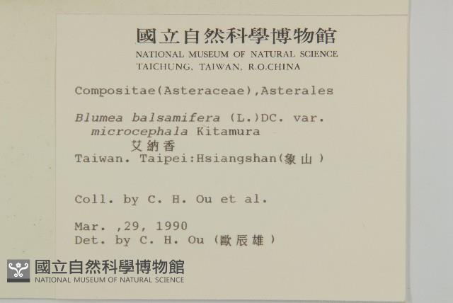 艾納香藏品圖，第2張