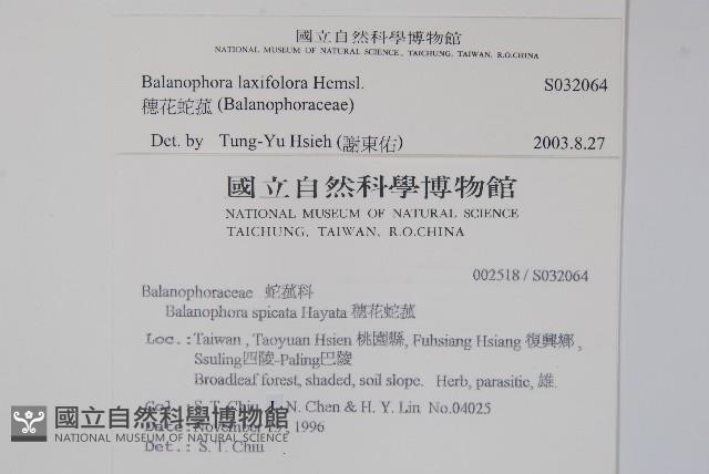 穗花蛇菰藏品圖，第2張