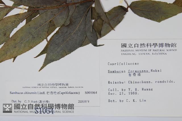 冇骨消藏品圖，第2張