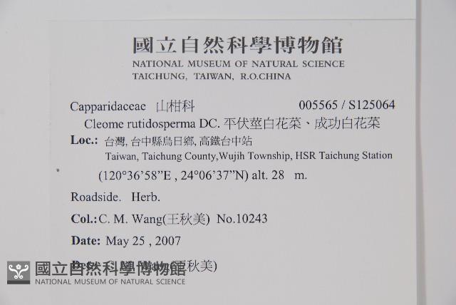 平伏莖白花菜、成功白花菜藏品圖，第2張