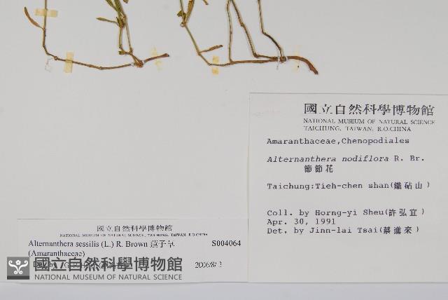 蓮子草藏品圖，第2張