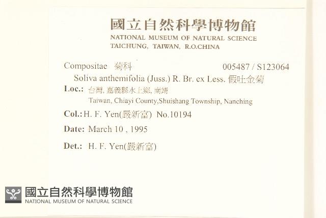 假吐金菊藏品圖，第2張