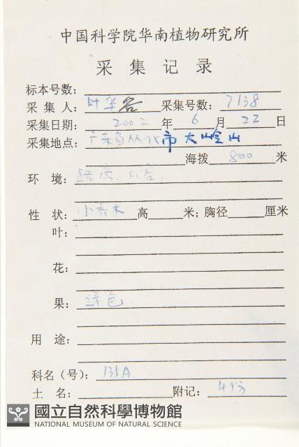 假輪葉虎皮楠藏品圖，第2張