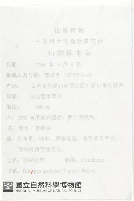 風花菜、球果山芥菜藏品圖，第2張