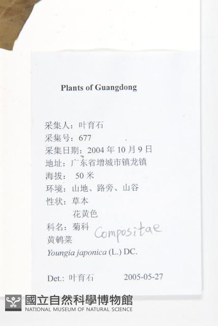 黃鵪菜藏品圖，第2張