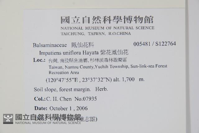 紫花鳳仙花藏品圖，第2張