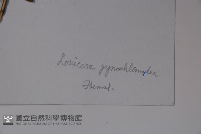 蕊被忍冬藏品圖，第2張