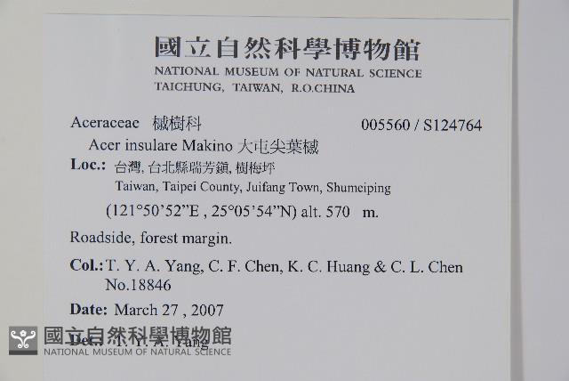 大屯尖葉槭, 川上氏槭藏品圖，第2張