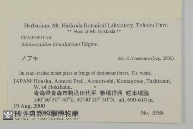 腺梗菜藏品圖，第2張