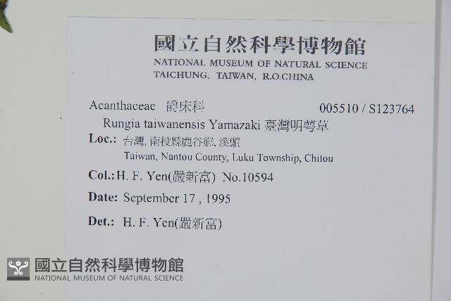 臺灣明萼草藏品圖，第2張