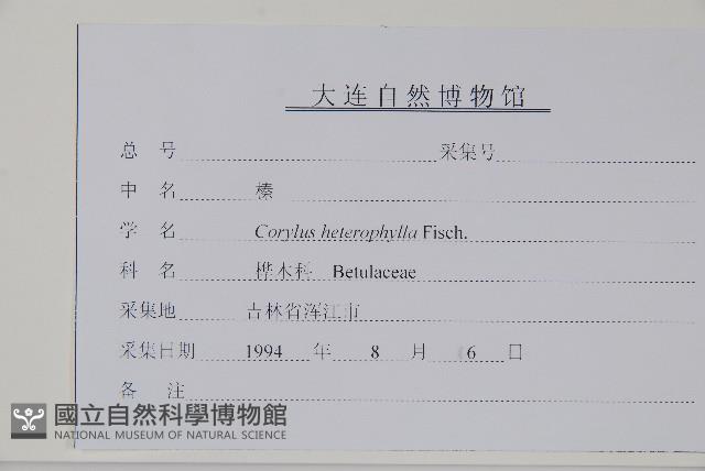 榛樹藏品圖，第2張