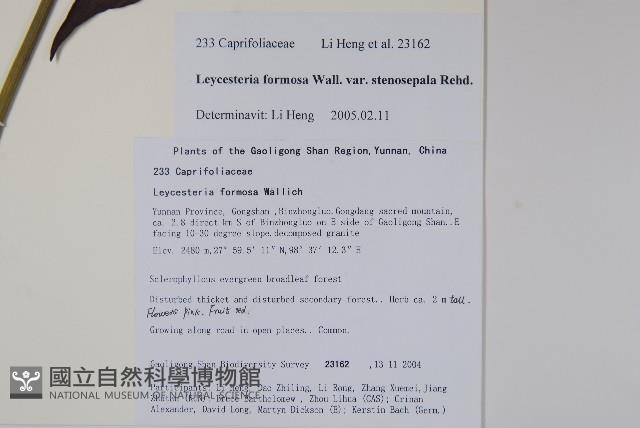 狹萼鬼吹簫藏品圖，第2張