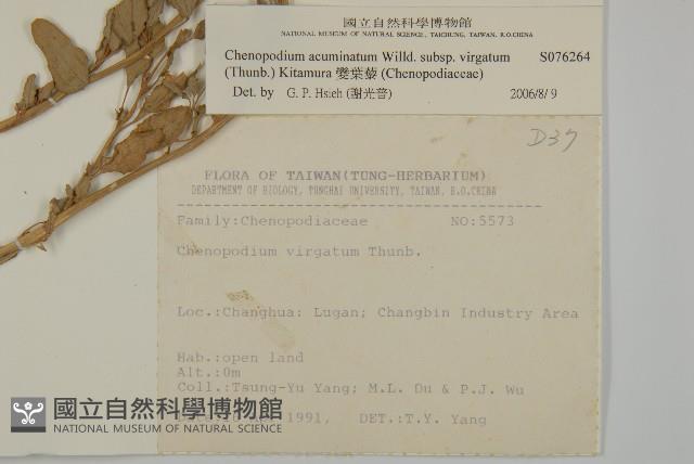 變葉藜藏品圖，第2張