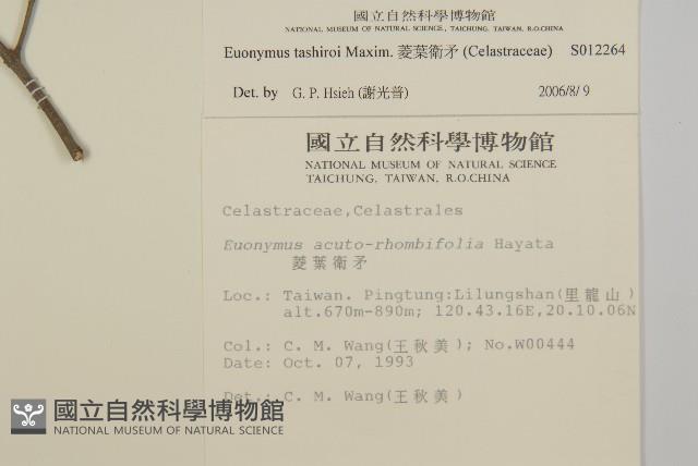 菱葉衛矛藏品圖，第2張