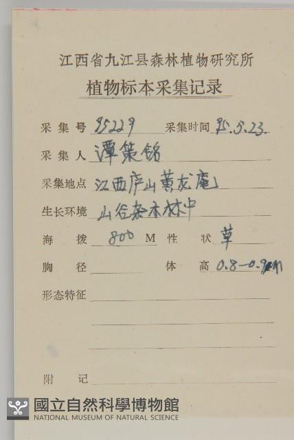 矢鏃葉蟹甲草藏品圖，第2張