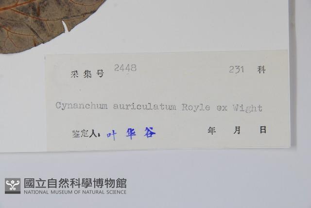 牛皮消藏品圖，第2張