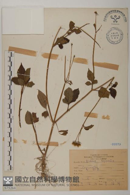 鬼針藏品圖，第1張