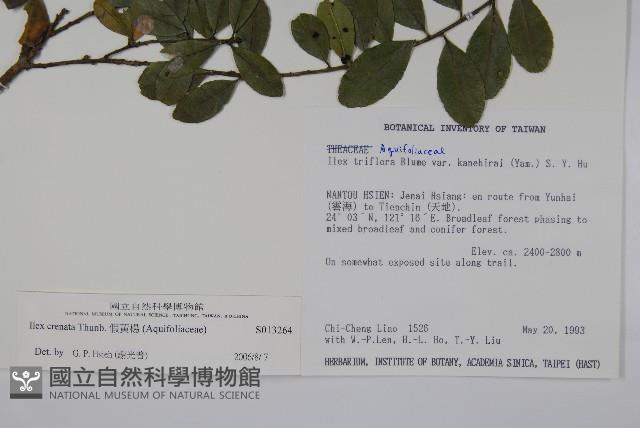 假黃楊藏品圖，第2張