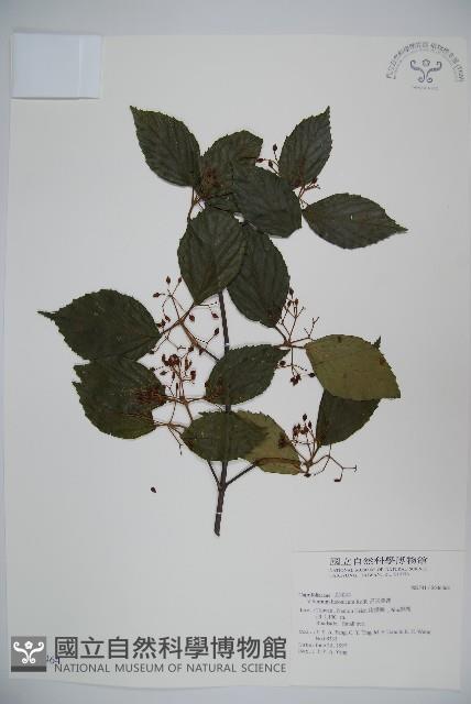 呂宋莢迷藏品圖，第1張