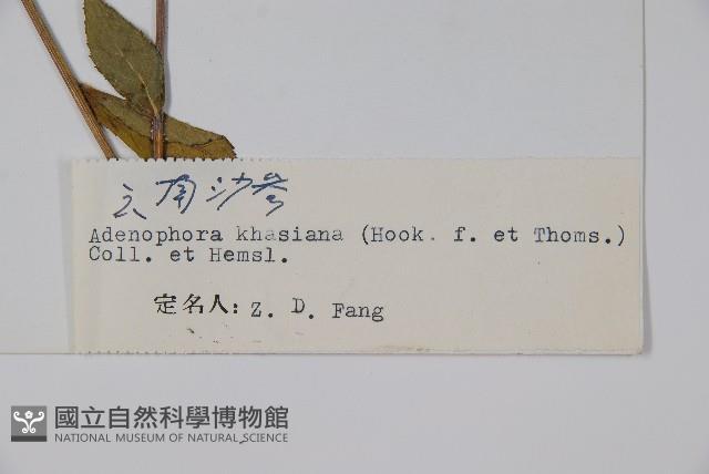 雲南沙參藏品圖，第2張