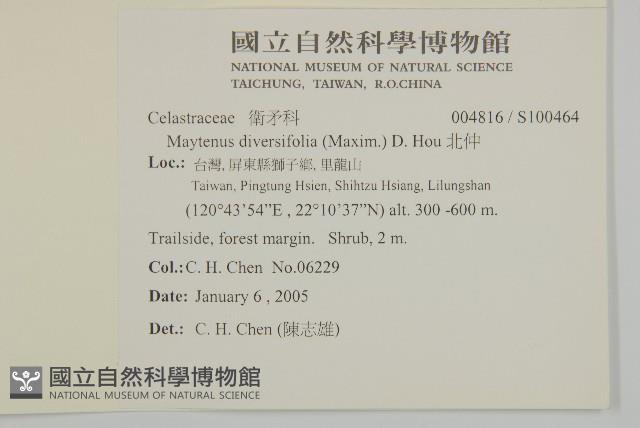 北仲, 刺裸實藏品圖，第2張