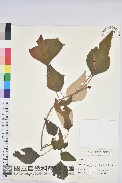 白匏子藏品圖，第1張