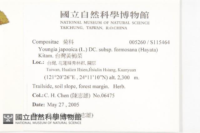 台灣黃鵪菜藏品圖，第2張