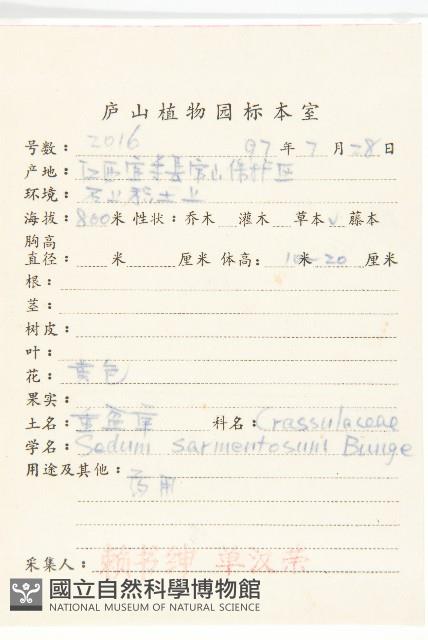 垂盆草藏品圖，第2張