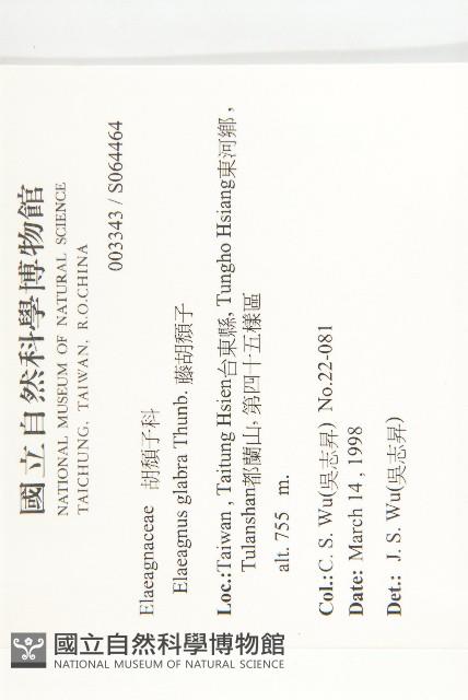 藤胡頹子藏品圖，第2張