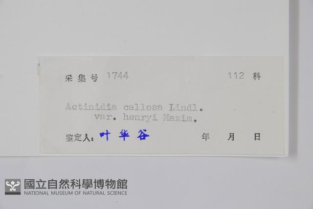 京梨獼猴桃藏品圖，第2張