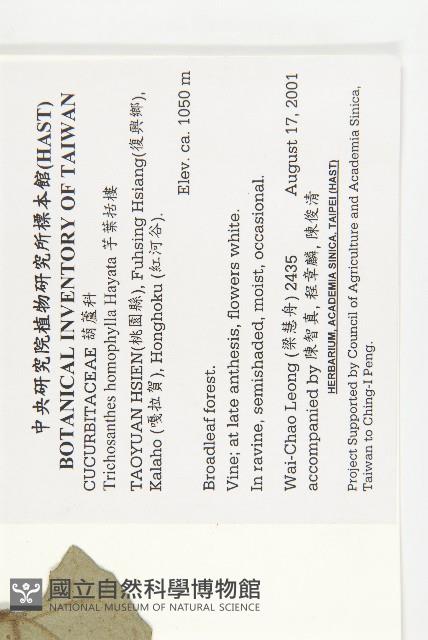 芋葉括樓藏品圖，第2張